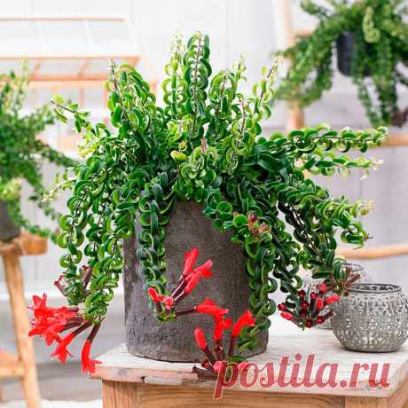 Комнатное растение Эсхинантус (Aeschynanthus). Среди эсхинантусов есть травянистые растения, полукустарники и лианы. Многие из них эпифиты, растущие на стволах деревьев. Родина рода - Юго-Восточная Азия. Эсхинантус часто выращивают как ампельное растение, образующее длинные поникающие побеги длиной до 70 см. Цветение происходит с июня по сентябрь. В это время на концах стеблей появляются пучки из 10-12 темно-пурпурных трубчатых цветков длиной до 5 см.
