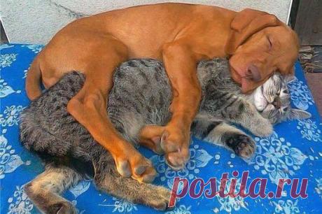А говорят ещё, что живут как кошка с собакой....)))