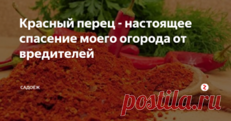 Красный перец - настоящее спасение моего огорода от вредителей От ста бед - один ответ: красный перец поможет избавиться от слизней, тли и гусениц и других вредителей. Рецепт внутри