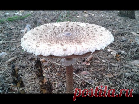 Гриб зонт. Съедобные грибы - YouTube