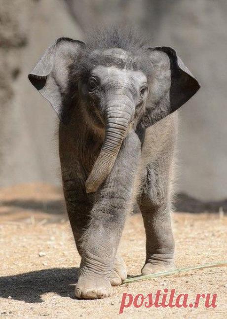 Трёхнедельный слонёнок