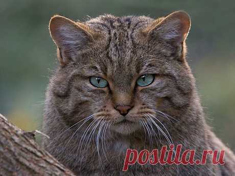 Дикий лесной кот