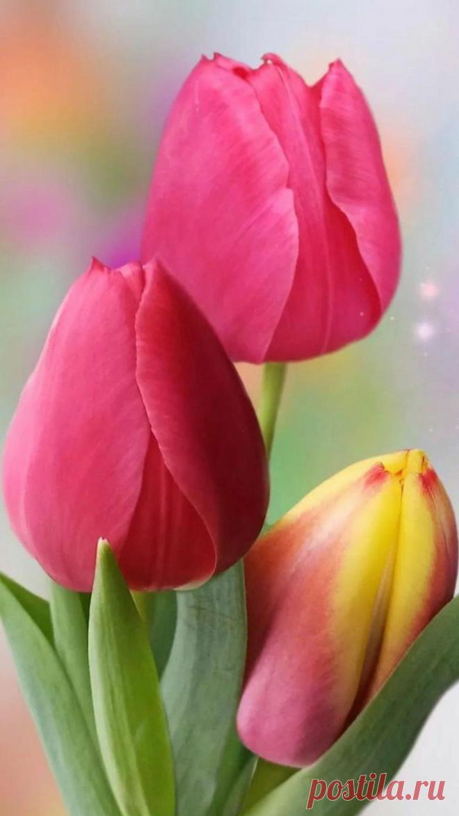 Пин на доске яТЮЛЬПАНЫ