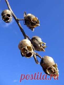 Незвичайні квіти: Ротики (Snap Dragon Seed Pod) / Удивительное искусство