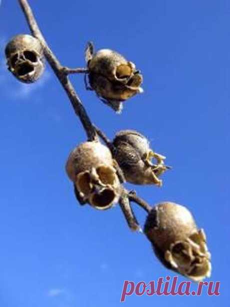 Незвичайні квіти: Ротики (Snap Dragon Seed Pod) / Удивительное искусство