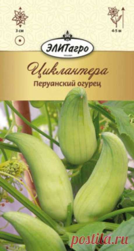 Семена. Циклантера "Перуанский огурец" Количество: 3 штуки (семян).
Всхожесть: 86%.
Растение циклантеры съедобной представляет собой однолетнюю лиану длиной до 4,5 метров, стебли которой имеют усики, при помощи которых растение цепляется за опоры. Листья крупные глубоко рассечённые, 5-7 лопастные. Растение имеет густую зелень...