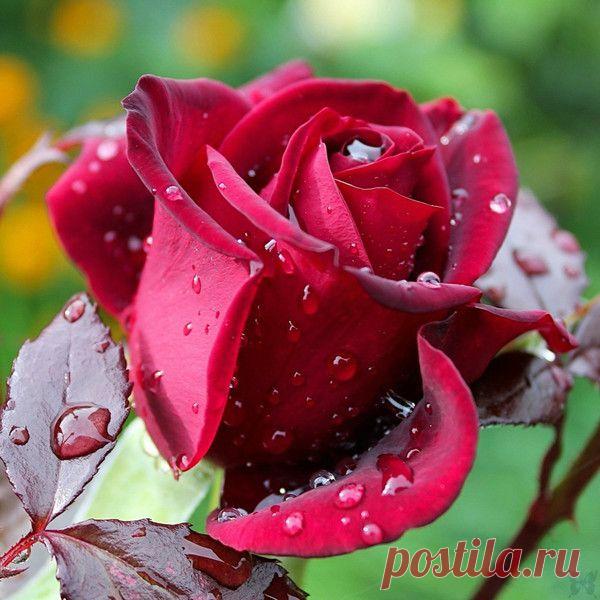 Лариса Царенко - Тверь, Тверская обл., Россия на Мой Мир@Mail.ru