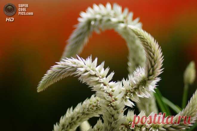 целозия фото цветов: 3 тыс изображений найдено в Яндекс.Картинках