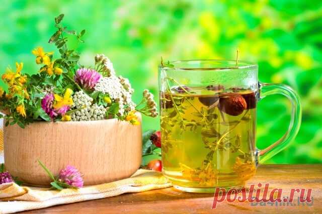 Травы из которых делают травяной чай | 6 соток