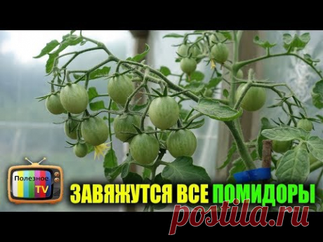 ПОМИДОРЫ ЗАВЯЗЫВАЮТСЯ КАК БЕШЕНЫЕ БЕЗ ПОДКОРМОК И ОБРАБОТОК - YouTube