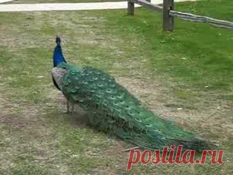 Рай для павлинов - дендрарий и ботанический сад города Аркадия