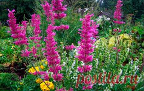 Лофант анисовый: правила посадки и ухода за растением