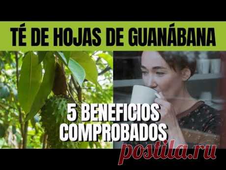 5 Beneficios comprobados del TÉ de HOJAS DE GUANÁBANA ✅