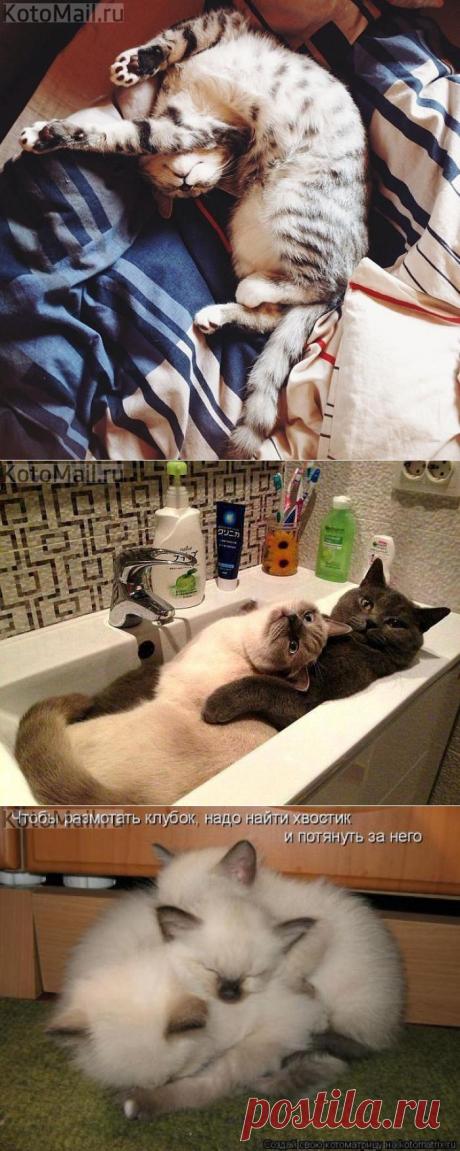 Изгибы | KotoMail.ru