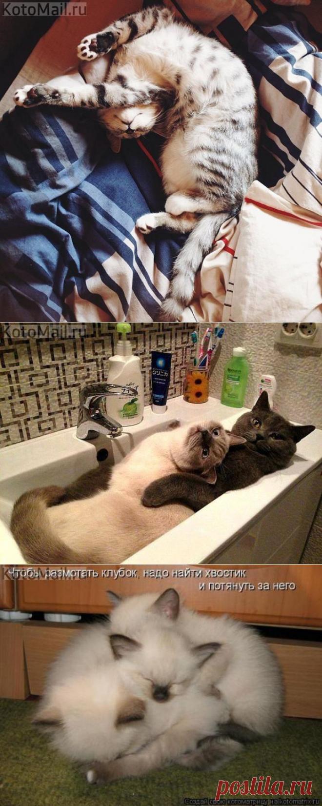 Изгибы | KotoMail.ru