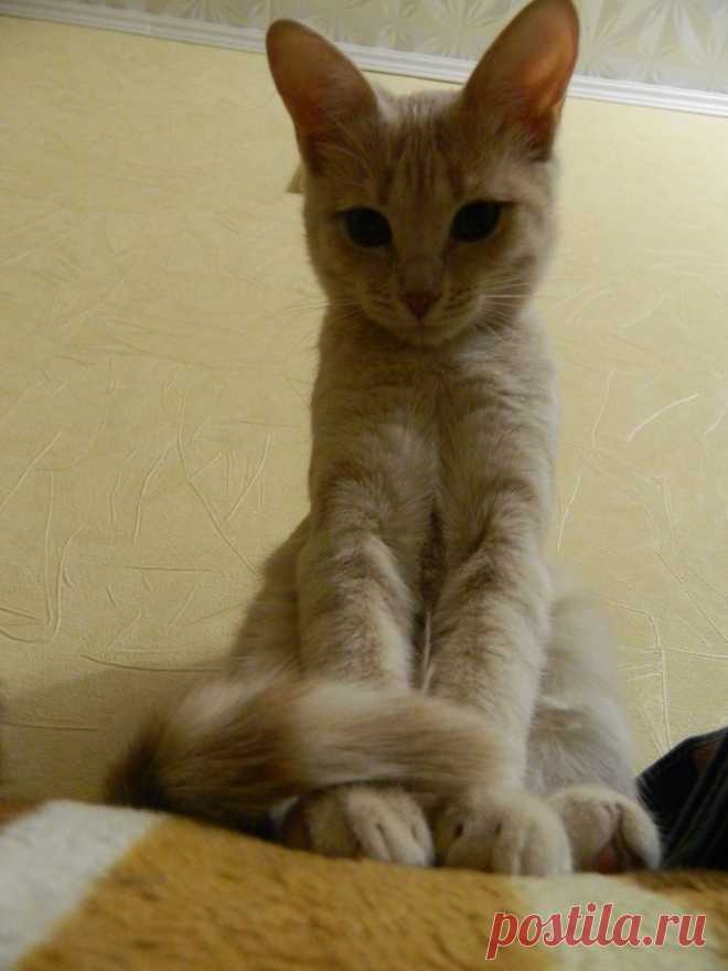 лопоухая