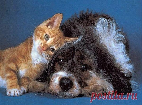 Итальянские социологи. Домашние животные приносят в дом счастье -   На днях прошел Всемирный день Счастья. К этой дате итальянские социологи выдали цифры о тех, кто помогает ощущать счастливые моменты - о домашних животных