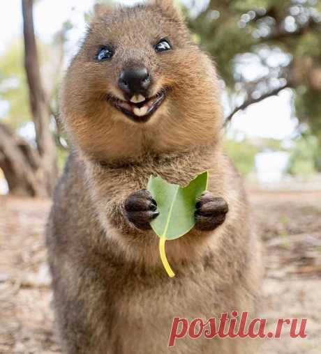 забавные животные: 8 тыс изображений найдено в Яндекс Картинках