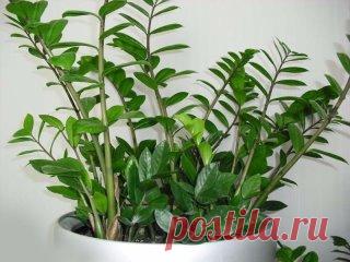 Zamioculcas или 