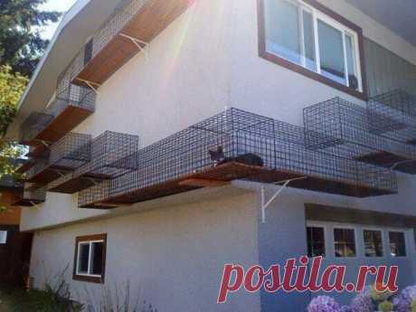 Котовыгульник