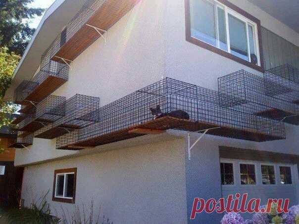 Котовыгульник