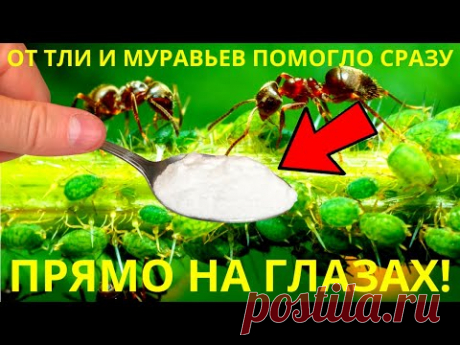 Я Не Верил, Но От Тли и Муравьев Помогло Сразу, Прямо На Глазах / Топ 5 Способа Проверенных !