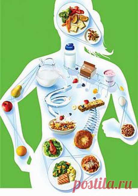 Метаболизм: как привести в норму обмен веществ? Часть 2: Здоровье - diets.ru