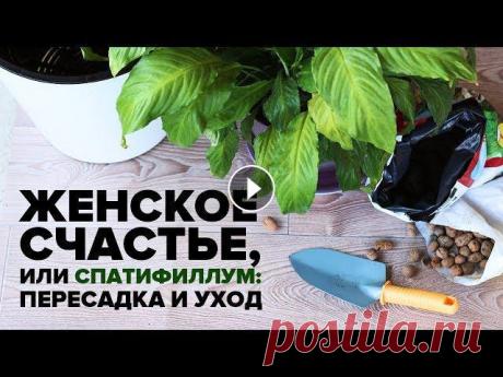 Спатифиллум - женское счастье пересадка и уход  в домашних условиях. Уход и пересадка за спатифиллумом в домашних условиях....