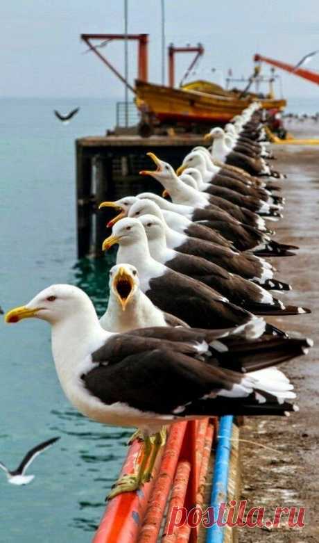 &quot;Очередь&quot; за уловом... | Beautiful birds, Pet birds, Birds