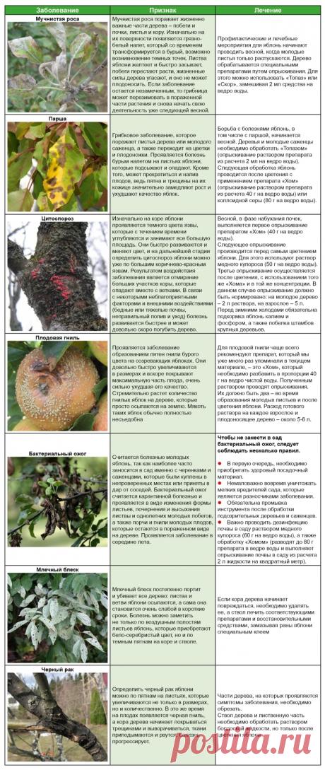 Семь самых опасных болезней яблони и способы борьбы с ними (Таблица)