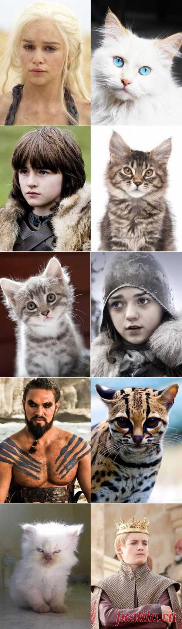 Коты престолов