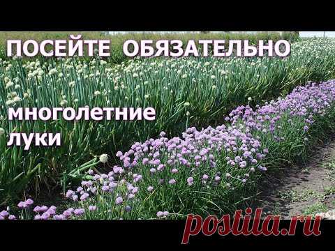 Посейте обязательно многолетние луки