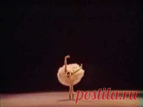 THE DYING SWAN (Timofeyeva, Bolshoi 1975)