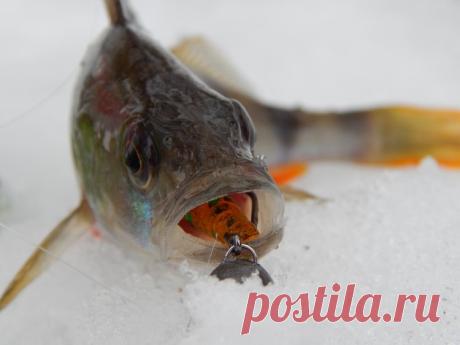 Выбираем нужную приманку для форели Найти нужную приманку для любого рыбака — это такая же сложная задача, как и найти идеальный водоём. Я расскажу, как выбрать приманку для форели.До сих