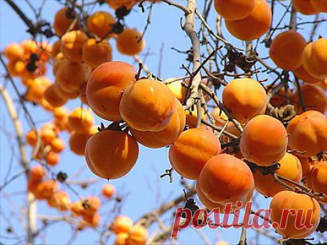 Хурма снизит давление и омолодит -  zaripowa.aniuta — я.ру