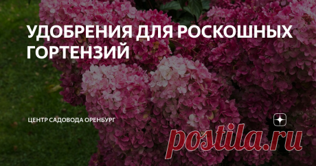 УДОБРЕНИЯ ДЛЯ РОСКОШНЫХ ГОРТЕНЗИЙ  Чтобы гортензия радовала длительным цветением и её соцветия были крупными, необходимо производить подкормки удобрениями. Но перед тем как подкормить гортензию, необходимо подкислить почву. Гортензия хорошо растет и развивается только на кислых почвах. На кислой почве окраска цветов гортензий становится ярче, а на грунтах с нейтральным pH бледнеет. СРЕДСТВА ДЛЯ ПОДКИСЛЕНИЯ ПОЧВЫ ГОРТЕНЗИИ: После подкисления почвы, примерно через день, можн...