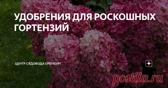 УДОБРЕНИЯ ДЛЯ РОСКОШНЫХ ГОРТЕНЗИЙ  Чтобы гортензия радовала длительным цветением и её соцветия были крупными, необходимо производить подкормки удобрениями. Но перед тем как подкормить гортензию, необходимо подкислить почву. Гортензия хорошо растет и развивается только на кислых почвах. На кислой почве окраска цветов гортензий становится ярче, а на грунтах с нейтральным pH бледнеет. СРЕДСТВА ДЛЯ ПОДКИСЛЕНИЯ ПОЧВЫ ГОРТЕНЗИИ: После подкисления почвы, примерно через день, можн...