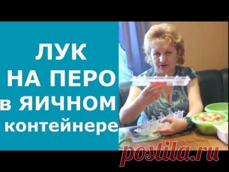 Супер-способ посадки ЗЕЛЕНОГО ЛУКА НА ПЕРО в ЯИЧНЫЙ контейнер