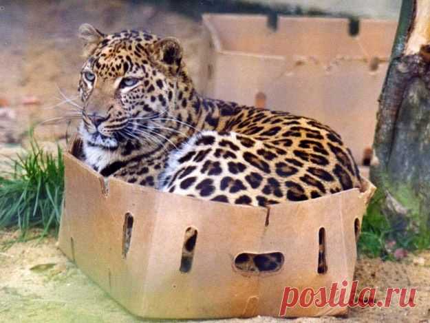 Почему кошки так любят коробки?