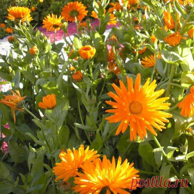 Лекарственное растение Календула аптечная (Calendula officinalis). Однолетнее растение высотой 30 и даже 70 см с прямостоячим стеблем с войлочным опушением. Листорасположение очередное, листья с мягким опушением, лопатчатые, слабо зубчатые или цельнокрайние; у похожей на этот вид календулы полевой (С. arvensis) они удлиненно-ланцетные. Язычковые цветки желто-оранжевые (у календулы полевой - светло-желтые), корзинки величиной 2-5 см (у календулы полевой - не больше 2 см).