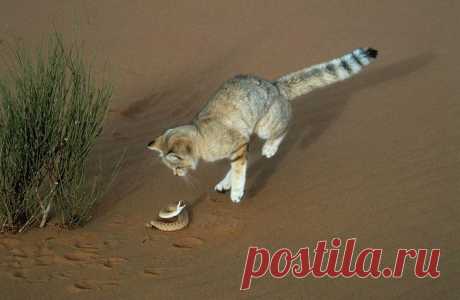 Барханный кот