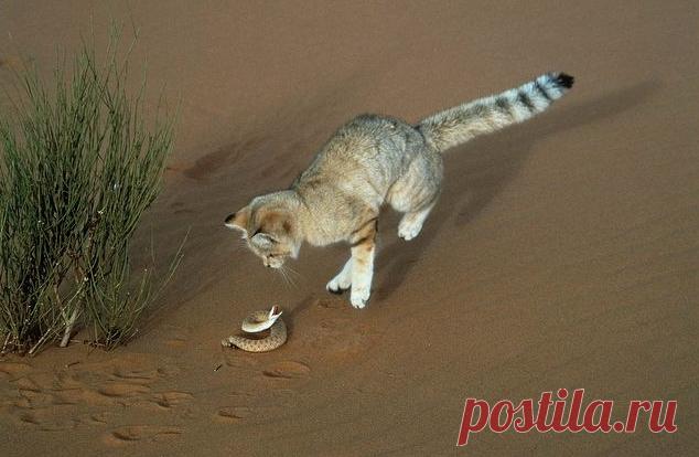 Барханный кот