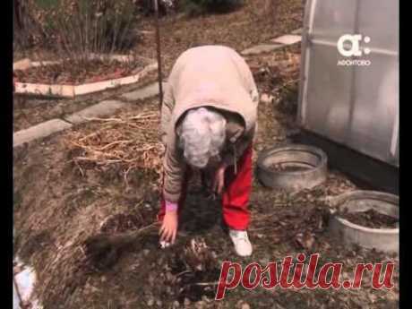 Как выращивать пионы. Голова садовая