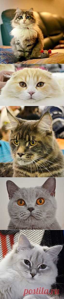 ЗАБАВНЫЕ ЖИВОТНЫЕ – Сообщество – Google+