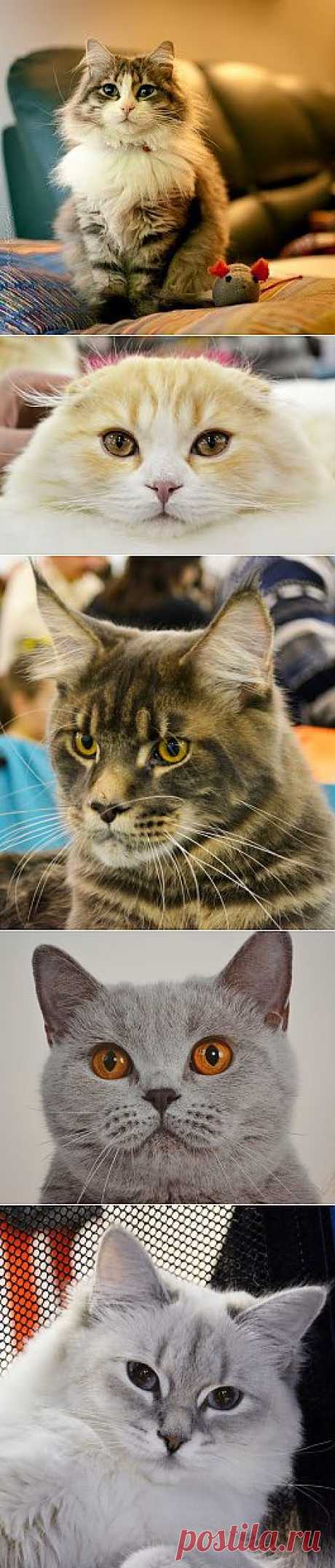 ЗАБАВНЫЕ ЖИВОТНЫЕ – Сообщество – Google+