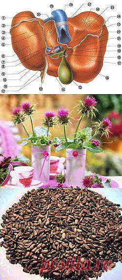 заболевание печени | Записи в рубрике заболевание печени |