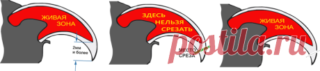Как правильно подстричь когти кошке