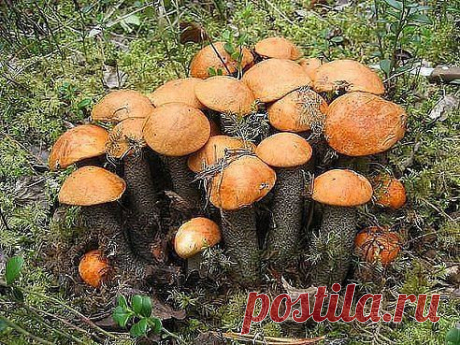 подосиновики