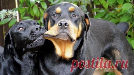 Ротвейлер (36 фото)