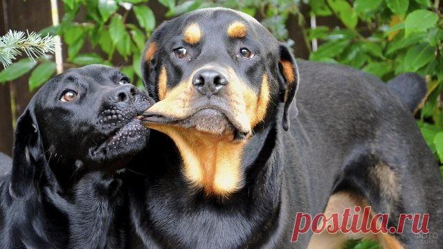 Ротвейлер (36 фото)